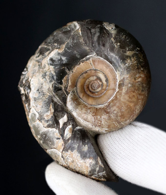 母岩から取り外し可能！良質国産アンモナイト（Ammonite）（その8）