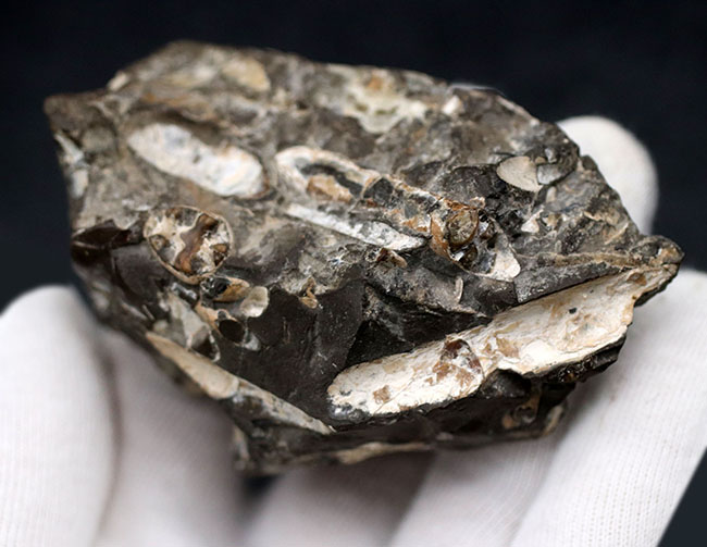 母岩から取り外し可能！良質国産アンモナイト（Ammonite）（その9）