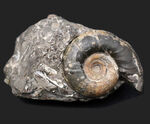 母岩から取り外し可能！良質国産アンモナイト（Ammonite）