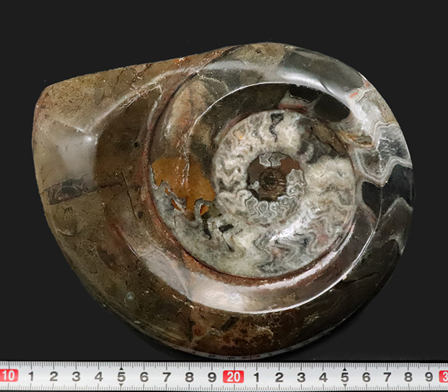 恐るべきサイズ！直径最大部１７センチという、規格外の大きさを誇る、ゴニアタイト（Goniatite）の化石（その7）