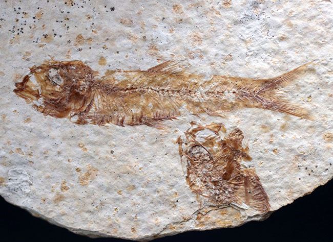米国ワイオミング州の公式の化石！約５０００万年前の湖に棲息していたぜ絶滅古代魚、ナイティア（Knightia）の化石（その1）