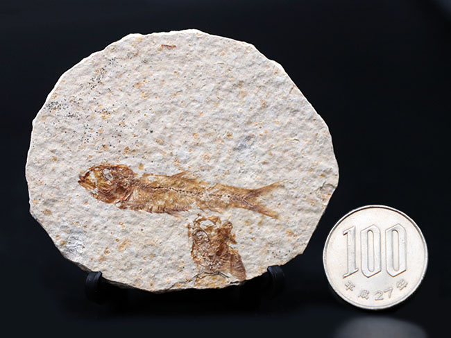 米国ワイオミング州の公式の化石！約５０００万年前の湖に棲息していたぜ絶滅古代魚、ナイティア（Knightia）の化石（その10）