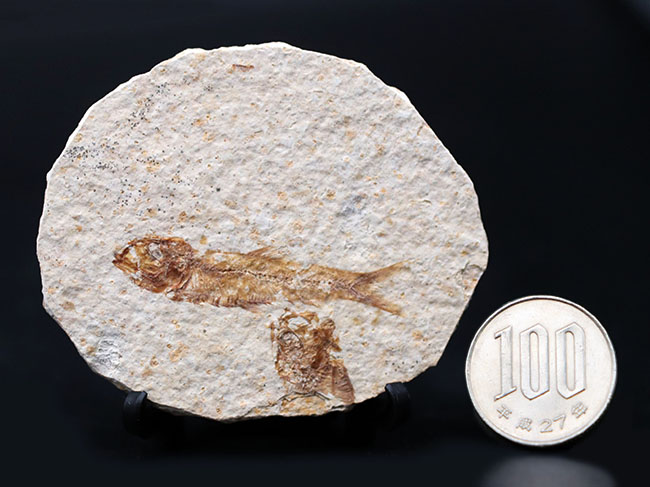米国ワイオミング州の公式の化石!約5000万年前の湖に棲息していたぜ絶滅古代魚、ナイティア(Knightia)の化石(その10)