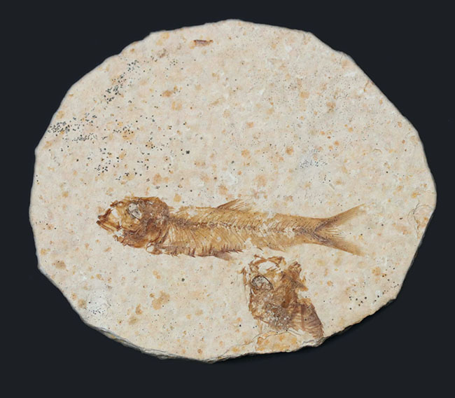 米国ワイオミング州の公式の化石！約５０００万年前の湖に棲息していたぜ絶滅古代魚、ナイティア（Knightia）の化石（その2）
