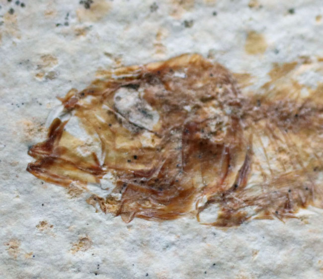 米国ワイオミング州の公式の化石!約5000万年前の湖に棲息していたぜ絶滅古代魚、ナイティア(Knightia)の化石(その3)