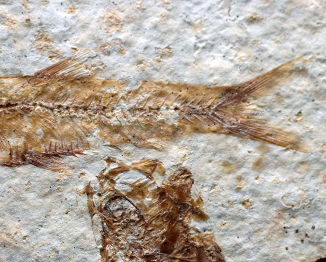 米国ワイオミング州の公式の化石!約5000万年前の湖に棲息していたぜ絶滅古代魚、ナイティア(Knightia)の化石(その4)