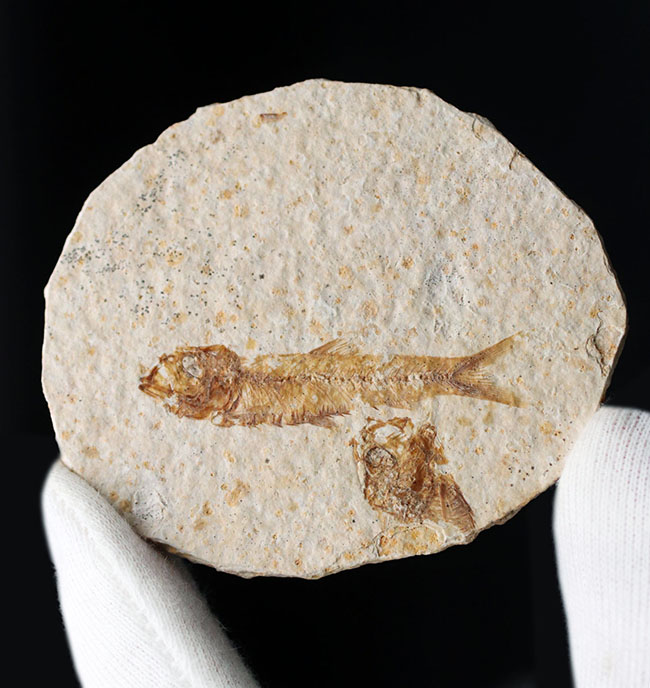 米国ワイオミング州の公式の化石！約５０００万年前の湖に棲息していたぜ絶滅古代魚、ナイティア（Knightia）の化石（その5）