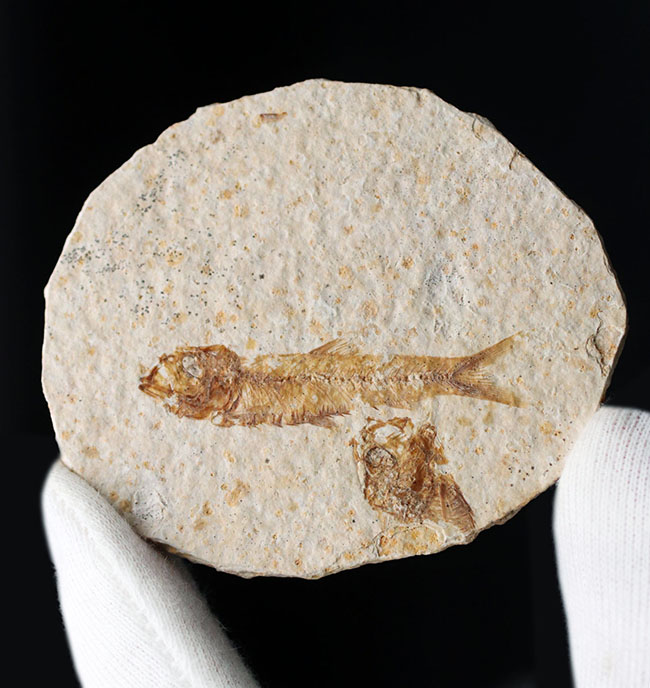 米国ワイオミング州の公式の化石!約5000万年前の湖に棲息していたぜ絶滅古代魚、ナイティア(Knightia)の化石(その5)