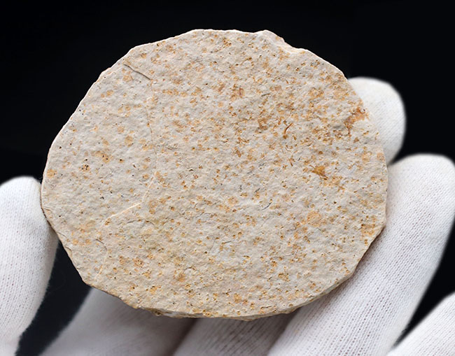 米国ワイオミング州の公式の化石!約5000万年前の湖に棲息していたぜ絶滅古代魚、ナイティア(Knightia)の化石(その6)