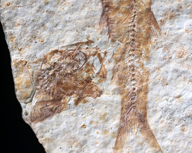 米国ワイオミング州の公式の化石！約５０００万年前の湖に棲息していたぜ絶滅古代魚、ナイティア（Knightia）の化石（その7）