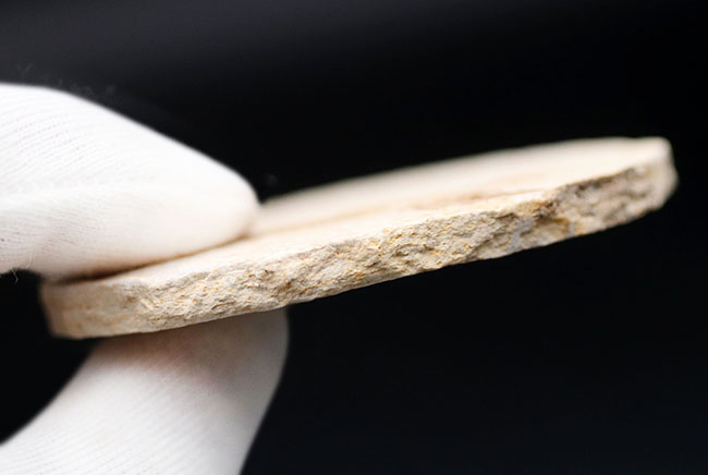 米国ワイオミング州の公式の化石!約5000万年前の湖に棲息していたぜ絶滅古代魚、ナイティア(Knightia)の化石(その8)