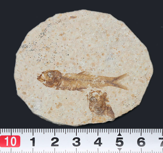 米国ワイオミング州の公式の化石!約5000万年前の湖に棲息していたぜ絶滅古代魚、ナイティア(Knightia)の化石(その9)