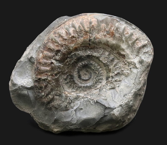 イングランド・ヨークシャーで採集された１億８千万年前のアンモナイト、ヒルドセラスの化石（その1）