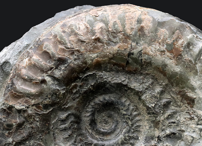 イングランド・ヨークシャーで採集された１億８千万年前のアンモナイト、ヒルドセラスの化石（その2）