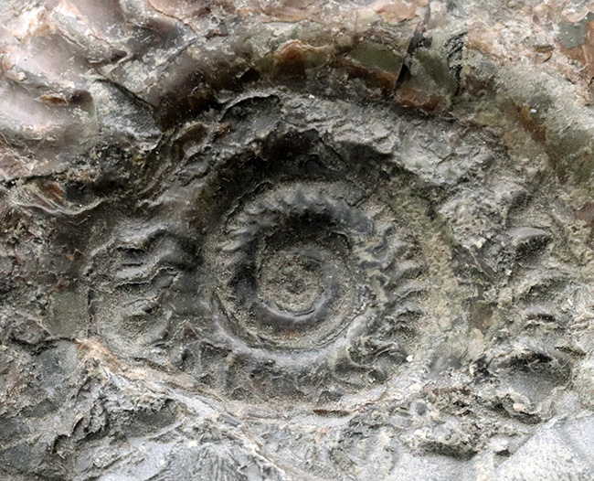 イングランド・ヨークシャーで採集された１億８千万年前のアンモナイト、ヒルドセラスの化石（その4）