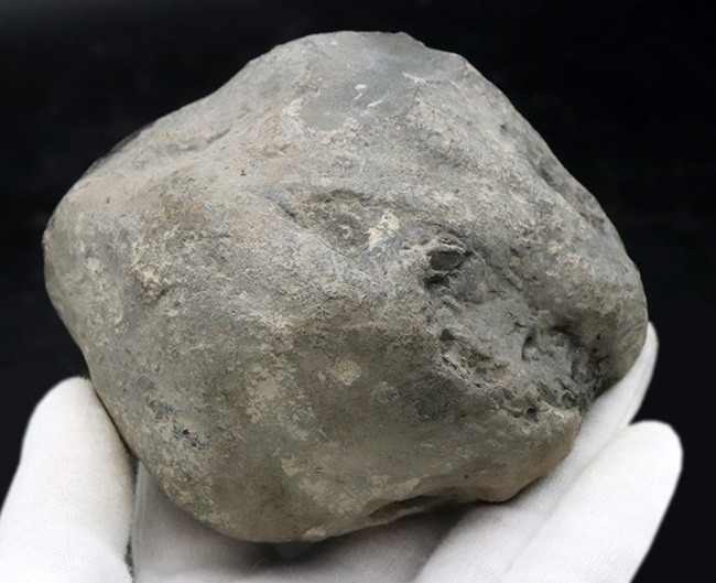 イングランド・ヨークシャーで採集された１億８千万年前のアンモナイト、ヒルドセラスの化石（その5）