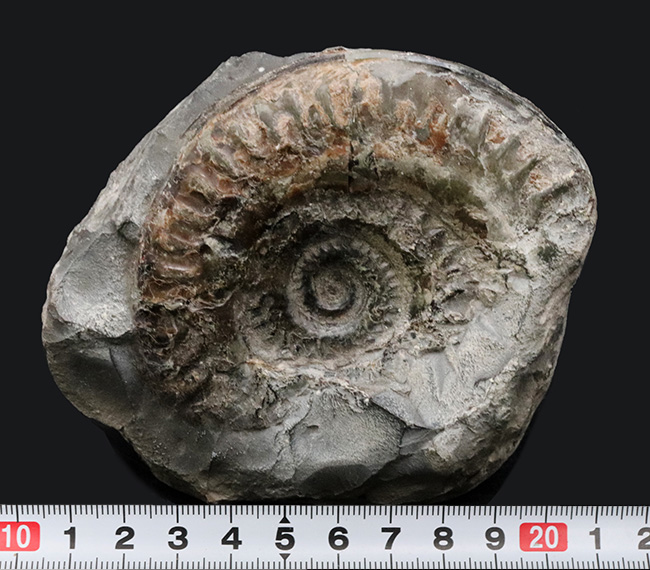 イングランド・ヨークシャーで採集された１億８千万年前のアンモナイト、ヒルドセラスの化石（その6）