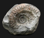 イングランド・ヨークシャーで採集された１億８千万年前のアンモナイト、ヒルドセラスの化石