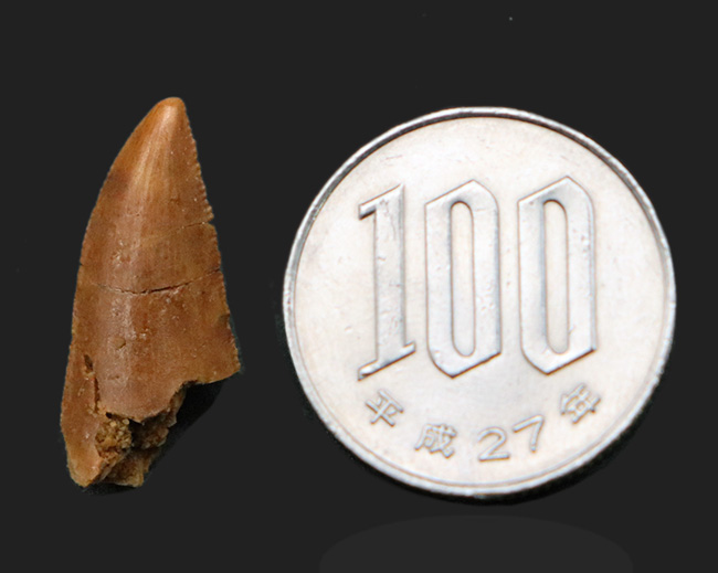 なめらかな光沢が保存された美歯!モロッコ産の小型獣脚類、ラプトル(Raptor)の良質歯化石(その6)