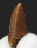 なめらかな光沢が保存された美歯！モロッコ産の小型獣脚類、ラプトル（Raptor）の良質歯化石