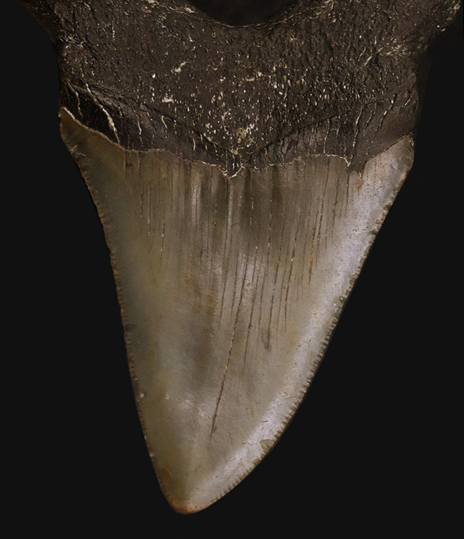 コレクション価値、高い!極めて希少で、100%ナチュラルなことが確認されているメガロドン(Megalodon)の歯化石(その1)