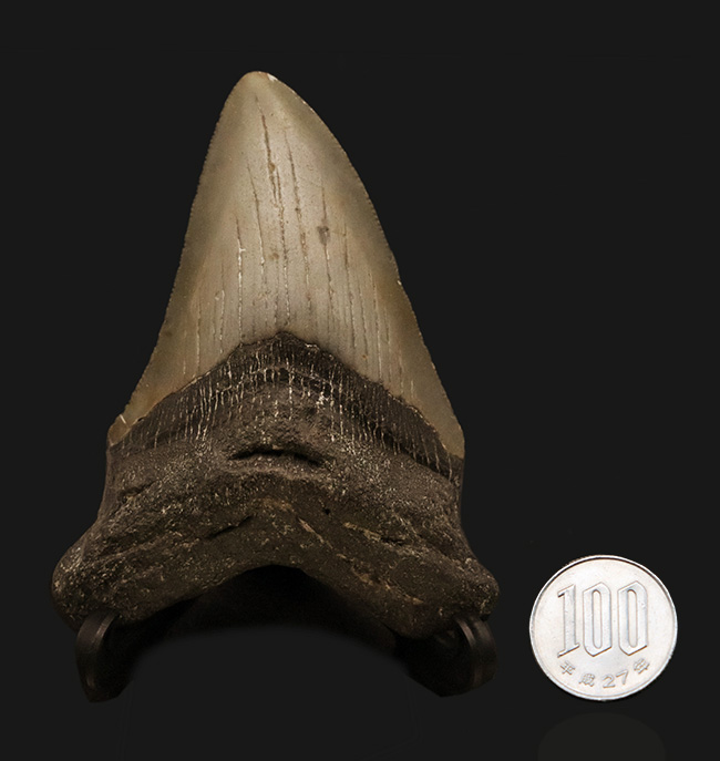 コレクション価値、高い!極めて希少で、100%ナチュラルなことが確認されているメガロドン(Megalodon)の歯化石(その10)