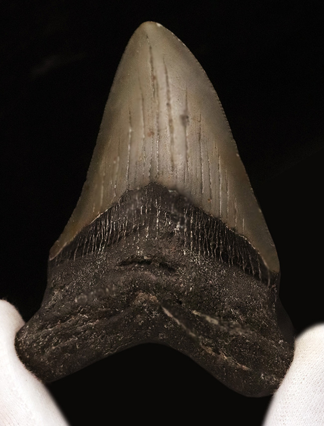 コレクション価値、高い!極めて希少で、100%ナチュラルなことが確認されているメガロドン(Megalodon)の歯化石(その2)