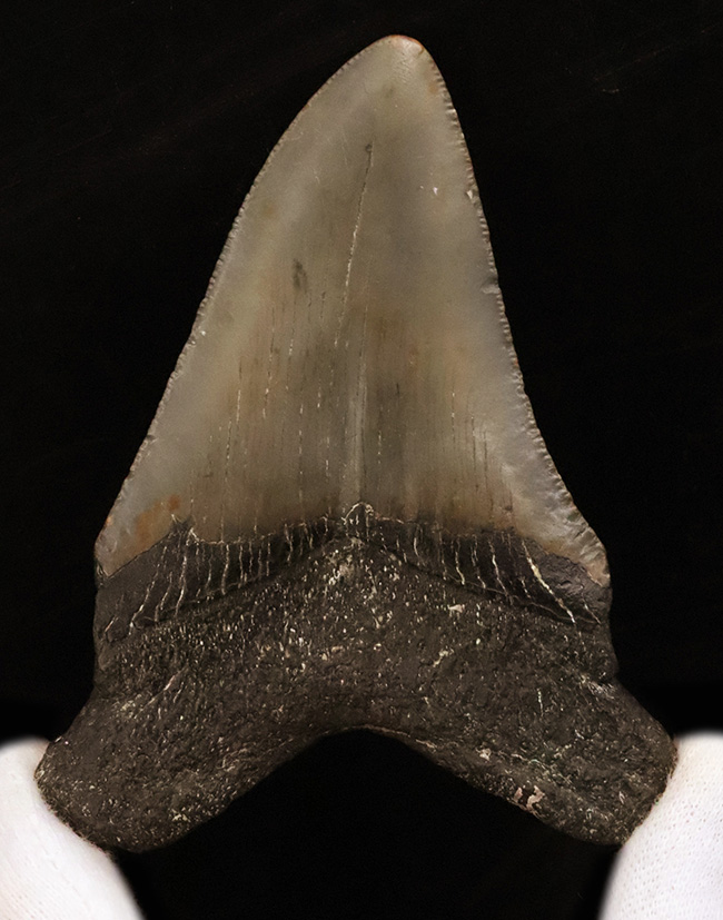 コレクション価値、高い!極めて希少で、100%ナチュラルなことが確認されているメガロドン(Megalodon)の歯化石(その3)