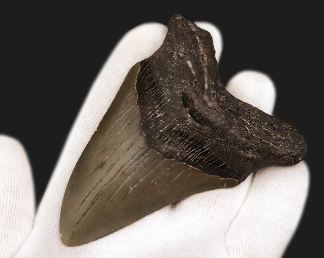 コレクション価値、高い!極めて希少で、100%ナチュラルなことが確認されているメガロドン(Megalodon)の歯化石(その4)