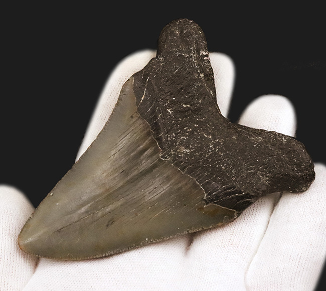 コレクション価値、高い!極めて希少で、100%ナチュラルなことが確認されているメガロドン(Megalodon)の歯化石(その5)