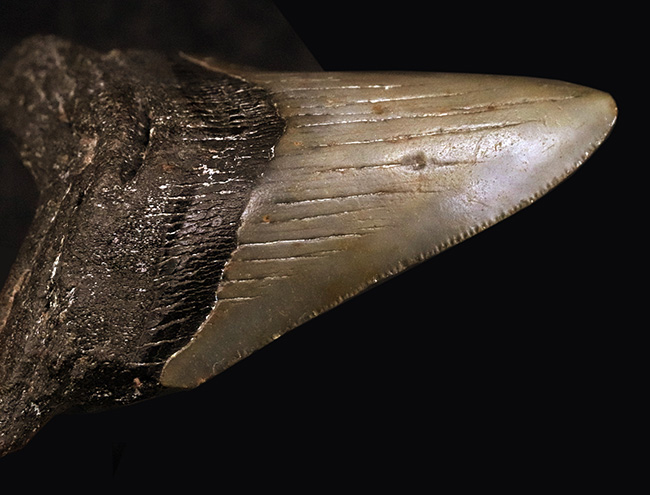コレクション価値、高い!極めて希少で、100%ナチュラルなことが確認されているメガロドン(Megalodon)の歯化石(その6)
