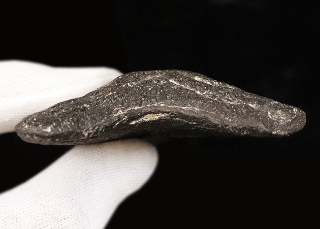 コレクション価値、高い!極めて希少で、100%ナチュラルなことが確認されているメガロドン(Megalodon)の歯化石(その8)