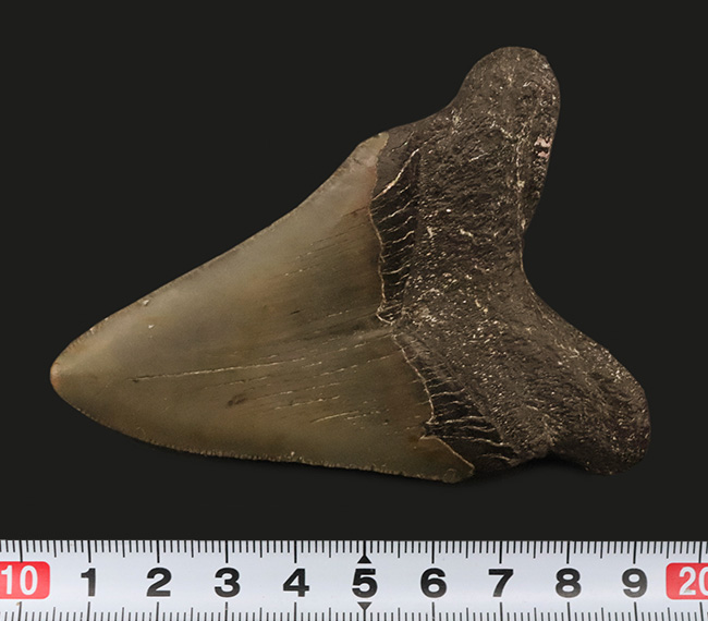 コレクション価値、高い!極めて希少で、100%ナチュラルなことが確認されているメガロドン(Megalodon)の歯化石(その9)
