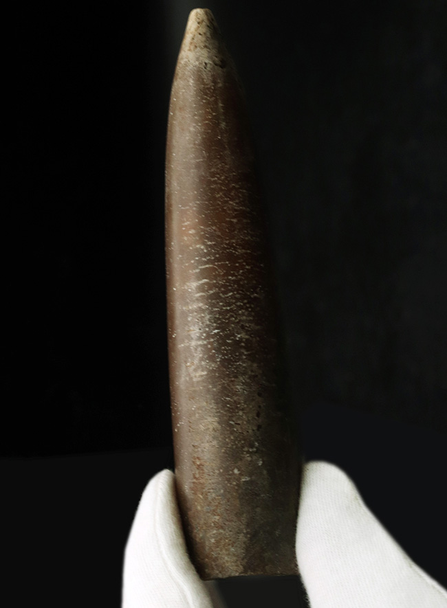 まさに鏃（やじり）の形！ドイツで採集された頭足類、ベレムナイト、シリンドロテウティス（Cylindroteuthis）の化石（その2）