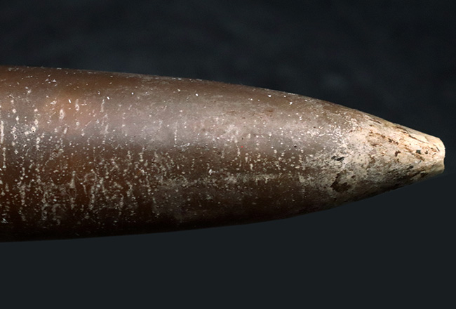 まさに鏃（やじり）の形！ドイツで採集された頭足類、ベレムナイト、シリンドロテウティス（Cylindroteuthis）の化石（その5）