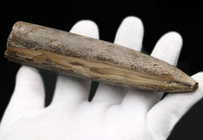 まさに鏃（やじり）の形！ドイツで採集された頭足類、ベレムナイト、シリンドロテウティス（Cylindroteuthis）の化石（その6）