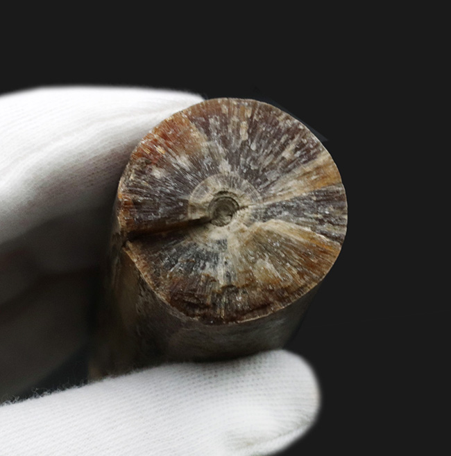 まさに鏃（やじり）の形！ドイツで採集された頭足類、ベレムナイト、シリンドロテウティス（Cylindroteuthis）の化石（その7）