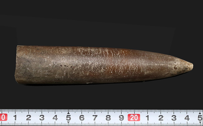 まさに鏃（やじり）の形！ドイツで採集された頭足類、ベレムナイト、シリンドロテウティス（Cylindroteuthis）の化石（その8）
