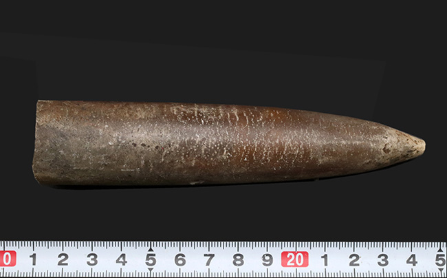 まさに鏃(やじり)の形!ドイツで採集された頭足類、ベレムナイト、シリンドロテウティス(Cylindroteuthis)の化石(その8)