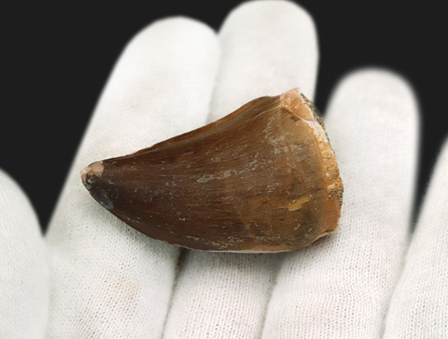 まるで獣脚類のようなモササウルスの巨大歯　約70mm まるで獣脚類のようなモササウルスの巨大歯 約70mm 美術品