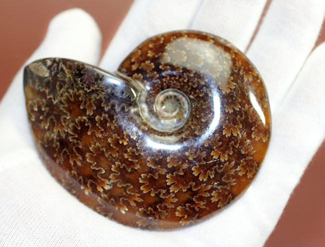 縫合線模様が見事に現れた、白亜紀のアンモナイト(Cleoniceras sp