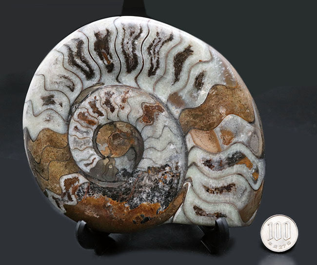 15センチオーバーの大判ゴニアタイト（Goniatite）の化石。初期型