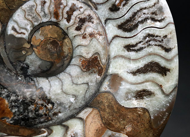 １５センチオーバーの大判ゴニアタイト（Goniatite）の化石。初期型アンモナイト、モロッコ産。（その4）