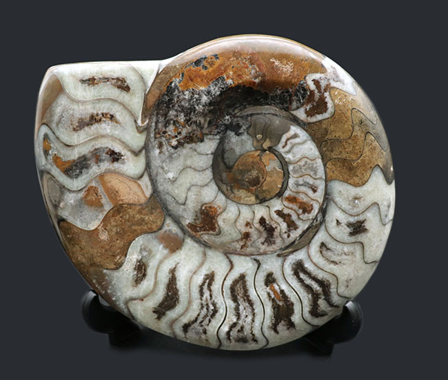 15センチオーバーの大判ゴニアタイト（Goniatite）の化石
