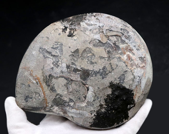 １５センチオーバーの大判ゴニアタイト（Goniatite）の化石。初期型アンモナイト、モロッコ産。（その9）