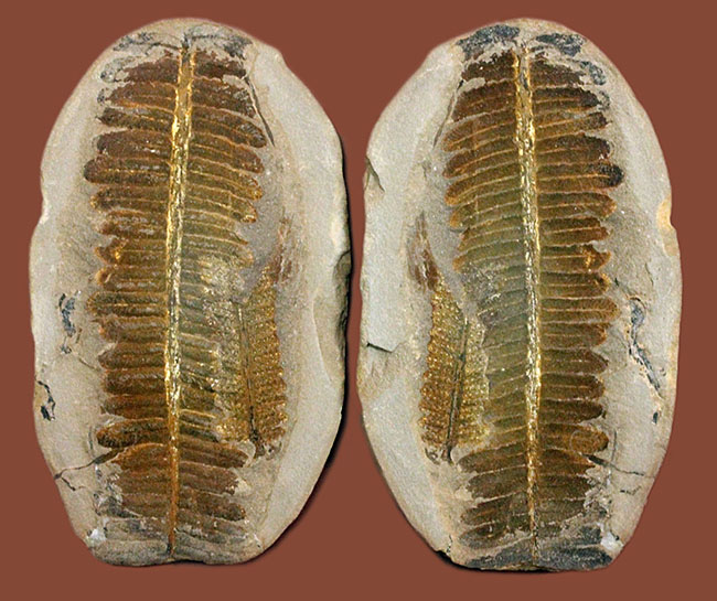 葉の形が見事！石炭紀後期の植物、ペコプテリスのネガポジ化石（Pecopteris miltoni）（その1）