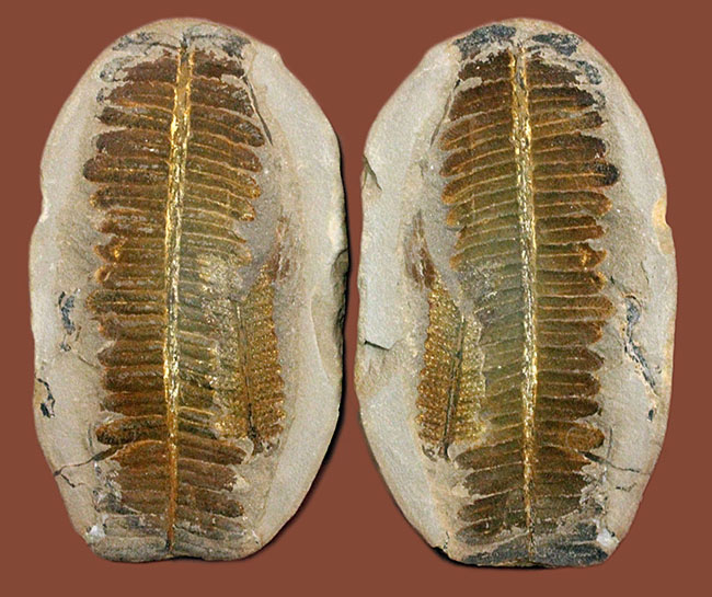 葉の形が見事!石炭紀後期の植物、ペコプテリスのネガポジ化石(Pecopteris miltoni)(その1)
