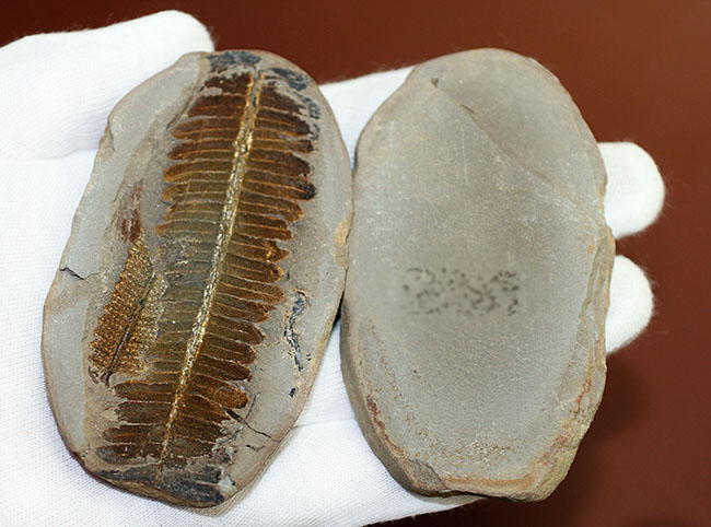 葉の形が見事!石炭紀後期の植物、ペコプテリスのネガポジ化石(Pecopteris miltoni)(その11)