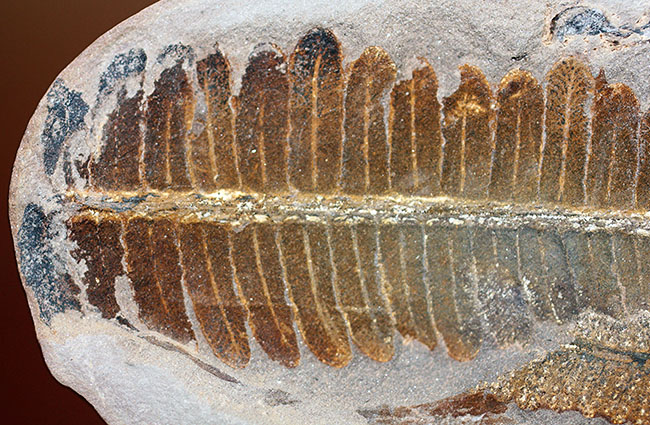 葉の形が見事!石炭紀後期の植物、ペコプテリスのネガポジ化石(Pecopteris miltoni)(その12)