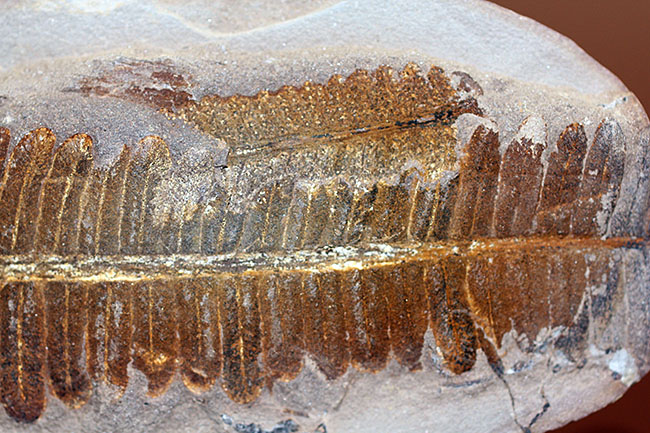 葉の形が見事！石炭紀後期の植物、ペコプテリスのネガポジ化石（Pecopteris miltoni）（その13）